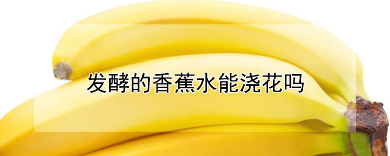 发酵的香蕉水能浇花吗