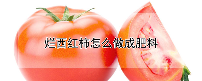 烂西红柿怎么做成肥料