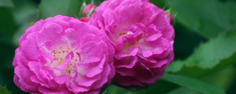 蔷薇花种子种植法