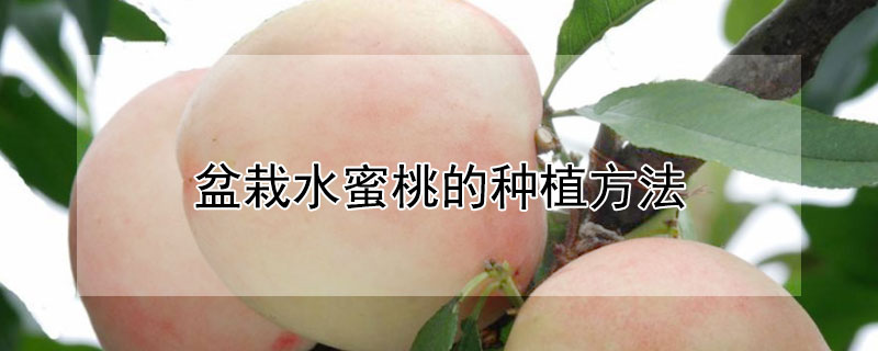 盆栽水蜜桃的种植方法