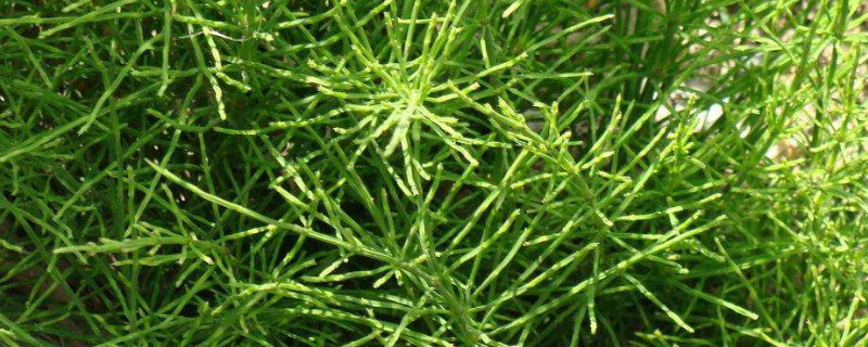节节草是麻黄草吗