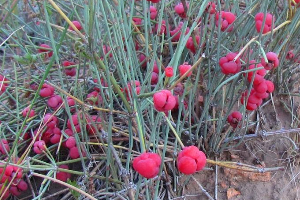 节节草是麻黄草吗