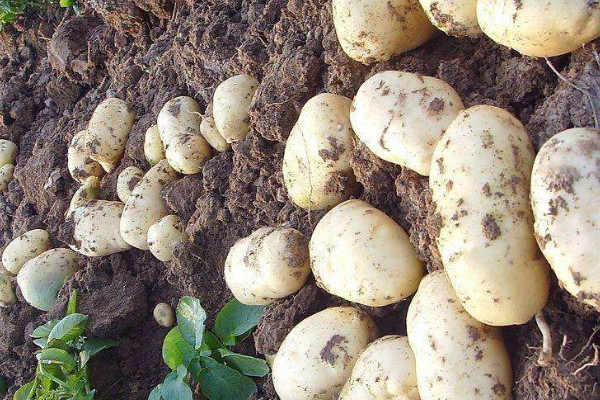 土豆怎么种植方法