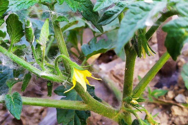 敏敏 当前位置: 发财农业网 种植 蔬菜 西红柿 手机阅读    番茄秧子