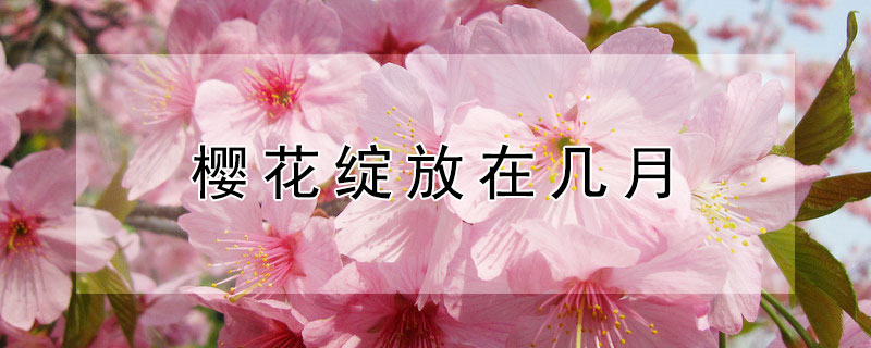 樱花绽放在几月
