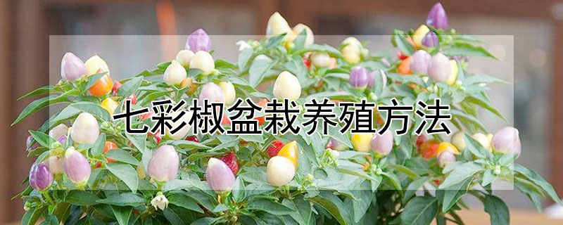 七彩椒盆栽养殖方法