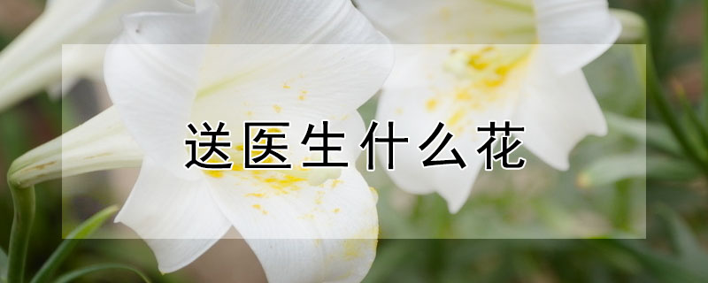 送医生什么花