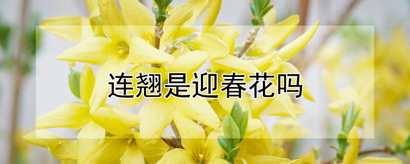 连翘是迎春花吗