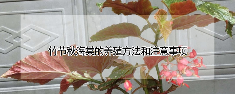 竹节秋海棠的养殖方法和注意事项