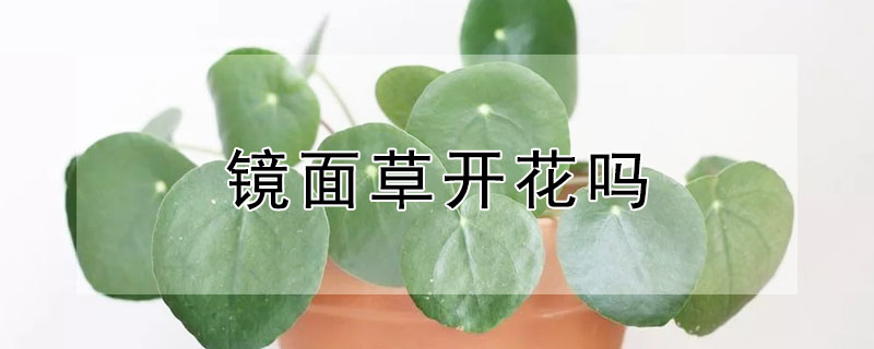 镜面草开花吗