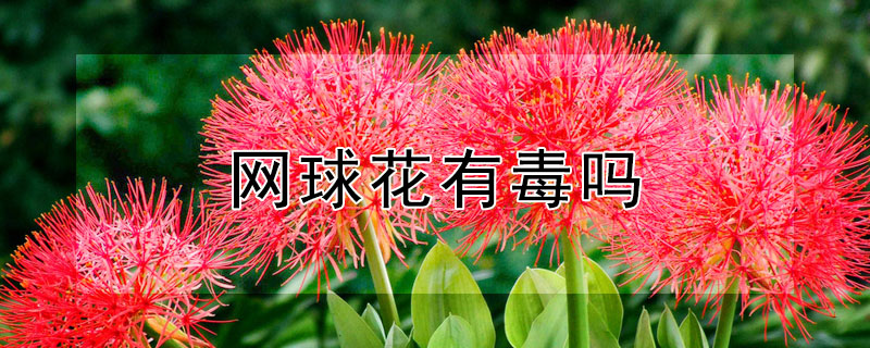 网球花有毒吗