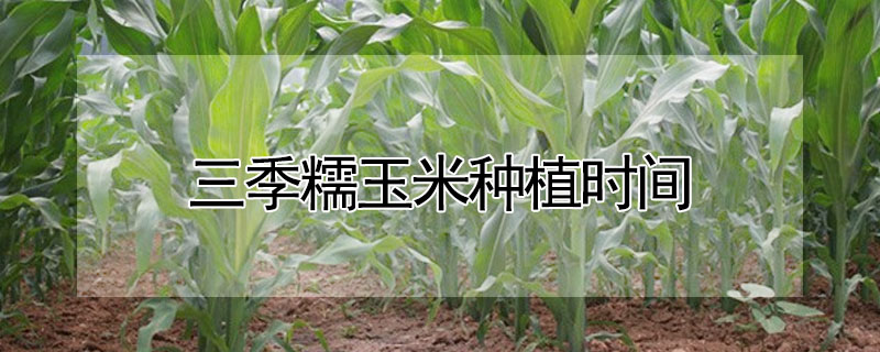 三季糯玉米种植时间