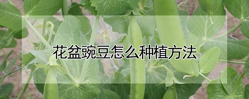 花盆豌豆怎么种植方法