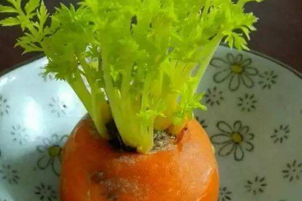 胡萝卜头能种出萝卜吗