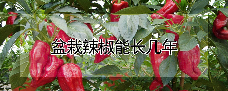 盆栽辣椒能长几年
