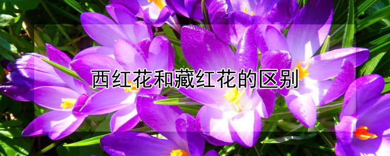 西红花和藏红花的区别