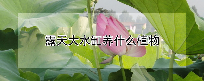 露天大水缸养什么植物