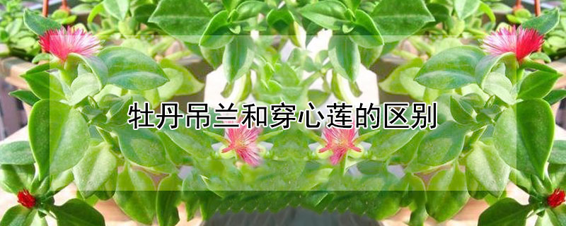 牡丹吊兰和穿心莲的区别