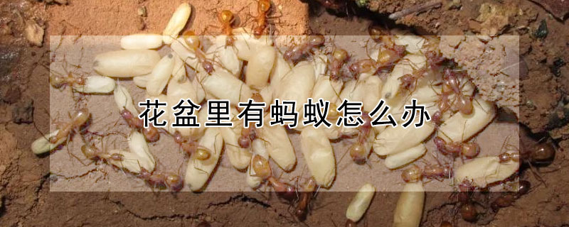 花盆里有蚂蚁怎么办