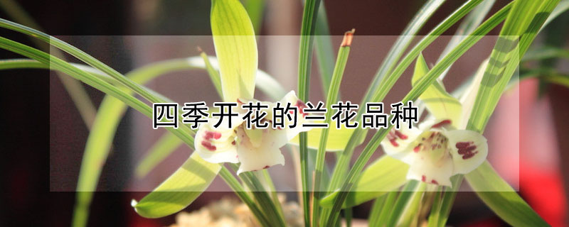 四季开花的兰花品种