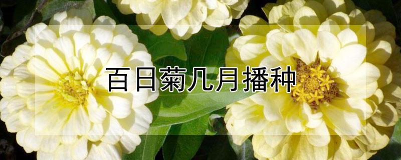 百日菊几月播种
