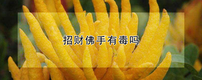 招财佛手有毒吗
