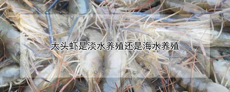 大头虾是淡水养殖还是海水养殖