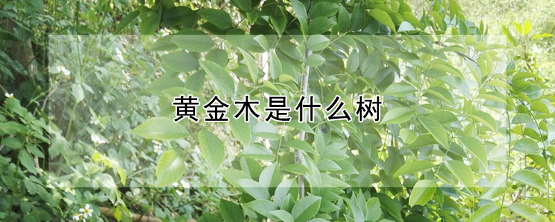 黄金木是什么树