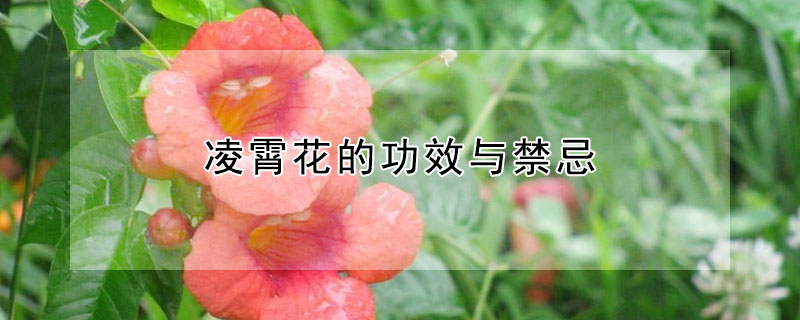 凌霄花的功效与禁忌