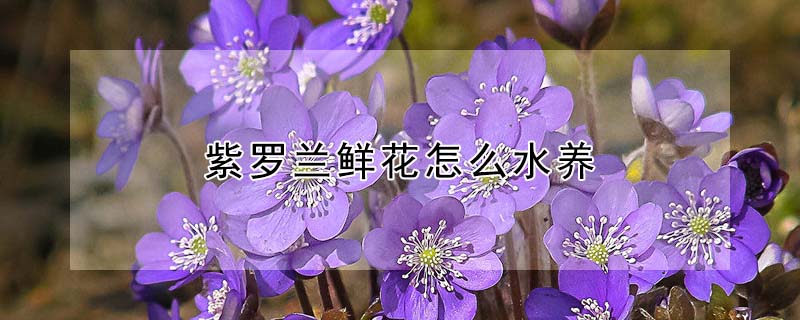 紫罗兰鲜花怎么水养
