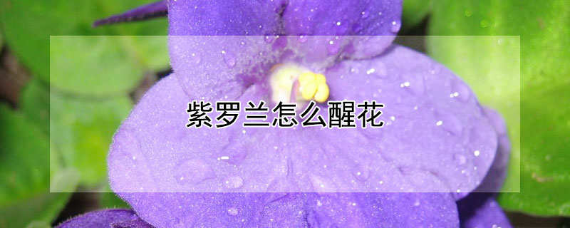 紫罗兰怎么醒花