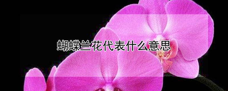 蝴蝶兰花代表什么意思