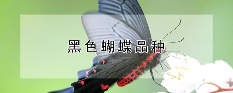 黑色蝴蝶品种