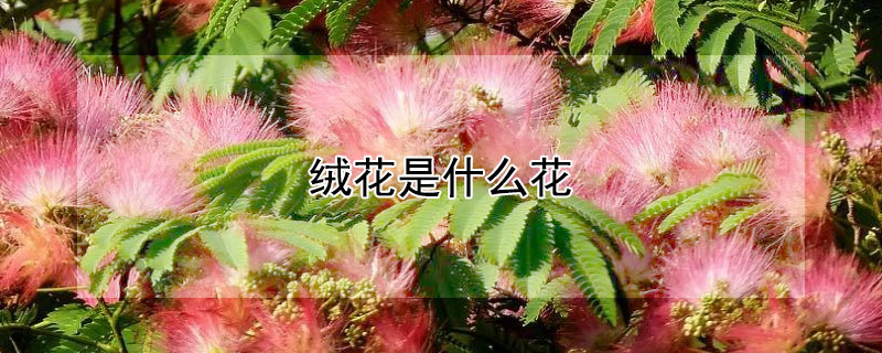 绒花是什么花