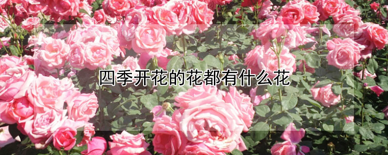 四季开花的花都有什么花