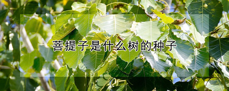 菩提子是什么树的种子