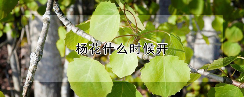 杨花什么时候开