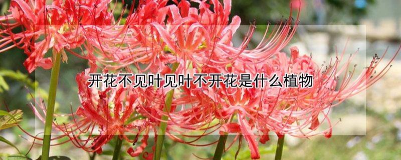 开花不见叶见叶不开花是什么植物