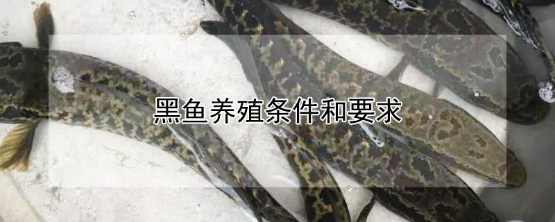 黑鱼养殖条件和要求