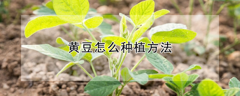 黄豆怎么种植方法