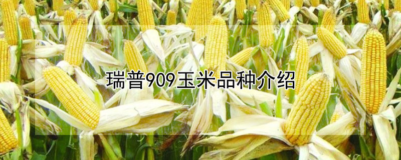 瑞普909玉米品种介绍