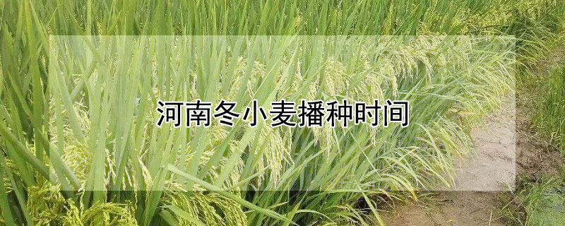 河南冬小麦播种时间