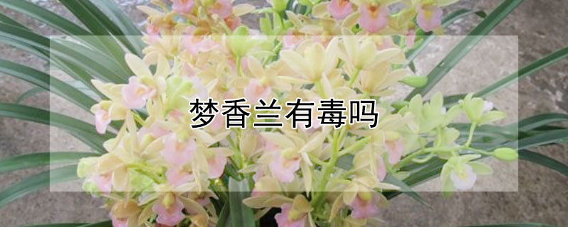 梦香兰有毒吗