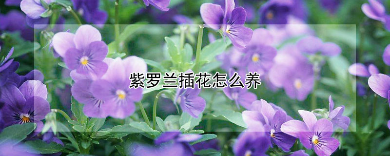 紫罗兰插花怎么养