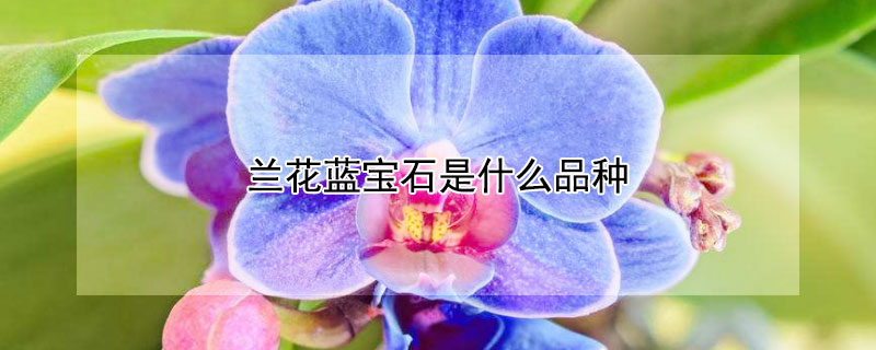 兰花蓝宝石是什么品种