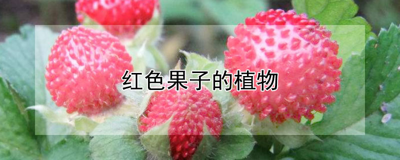 红色果子的植物
