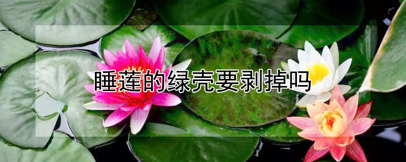 睡莲的绿壳要剥掉吗