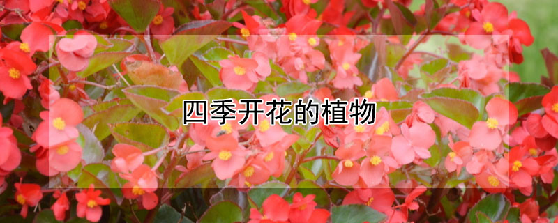 四季开花的植物