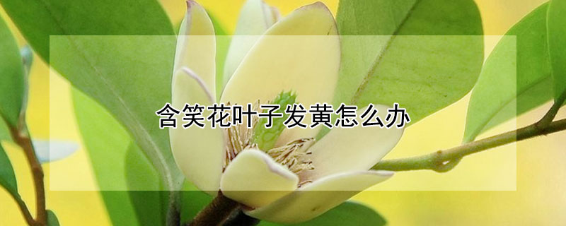 含笑花叶子发黄怎么办