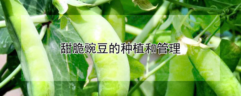 甜脆豌豆的种植和管理